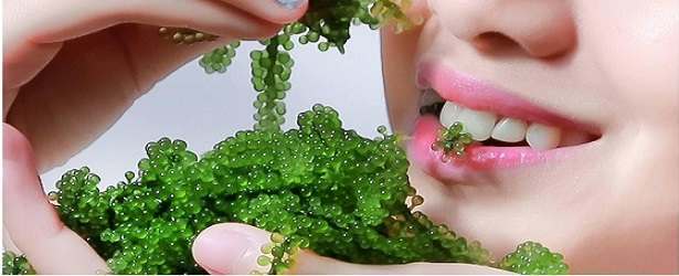 Can Seaweed Get Rid Of Thyroid?